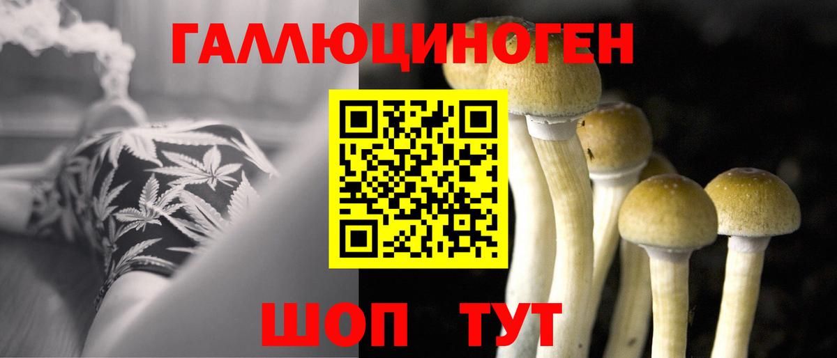 Галлюциногенные грибы Psilocybine cubensis Можайск